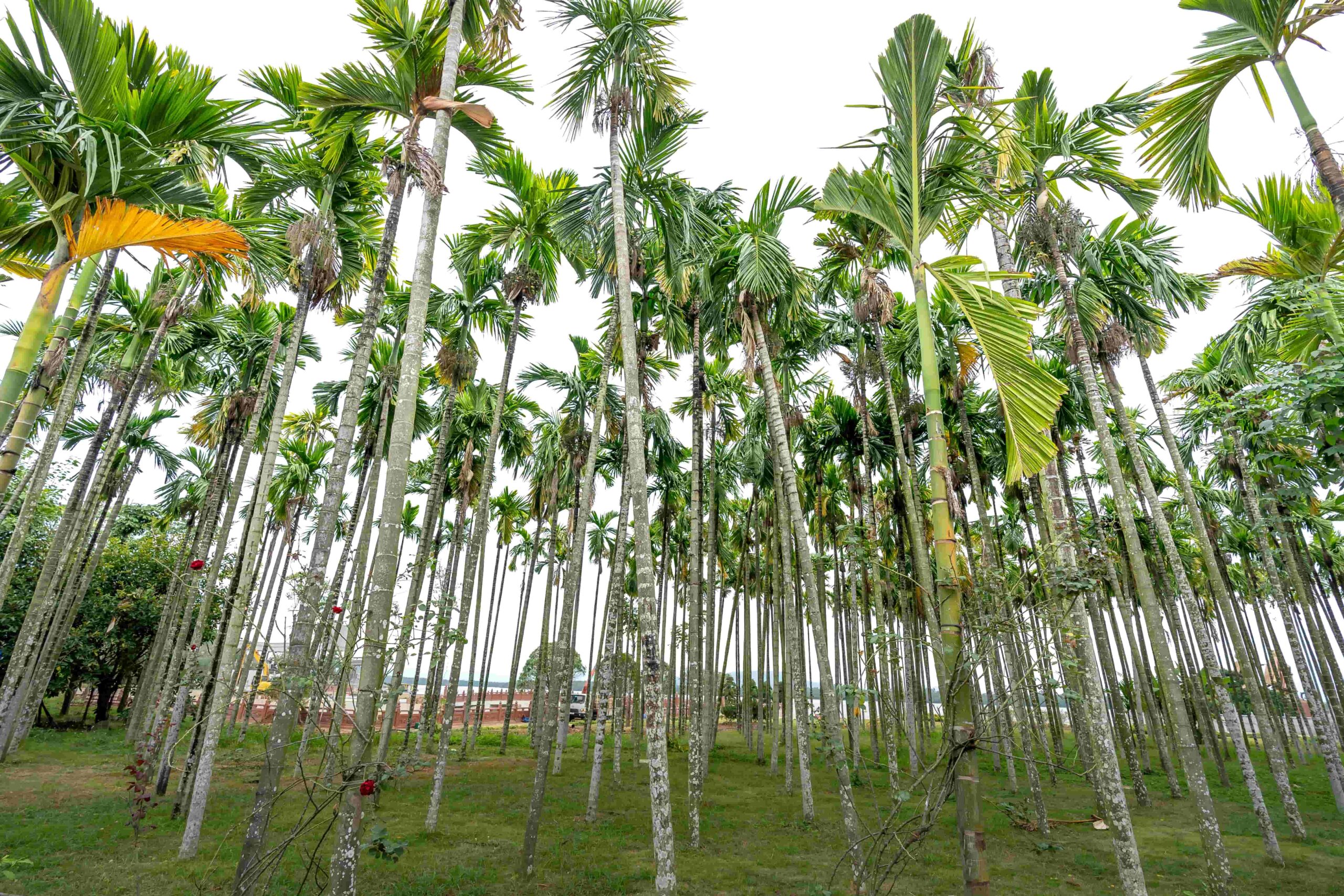 Areca Palm