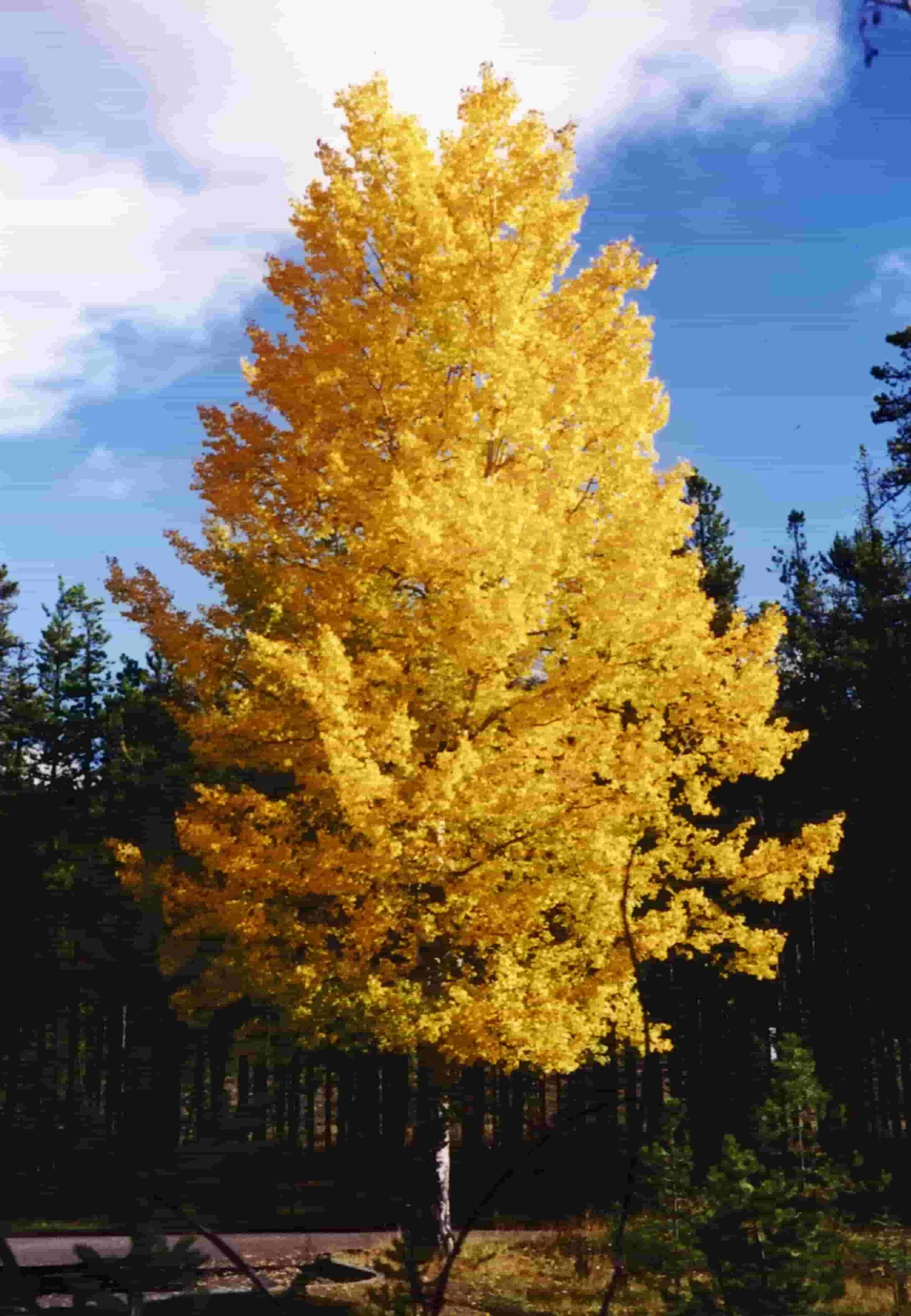 Aspen Tree