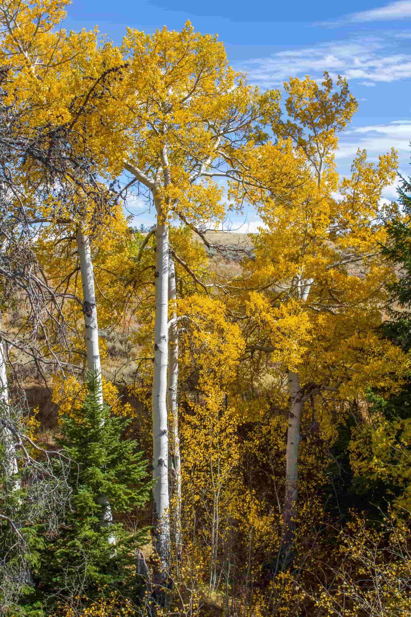 Aspen Tree