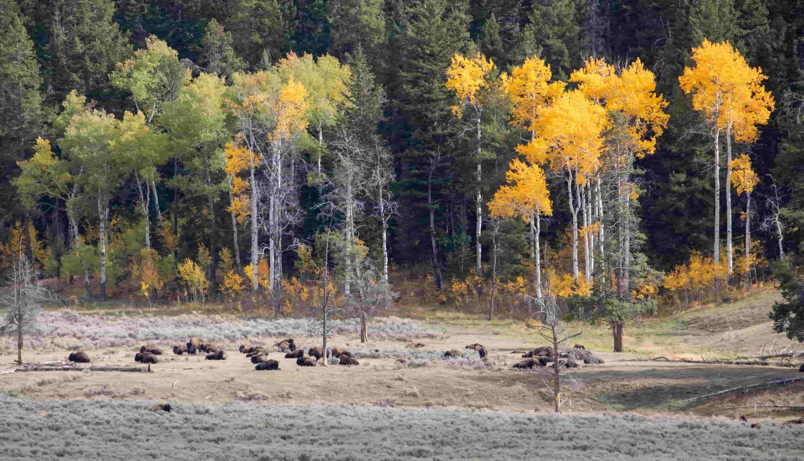 Aspen Tree