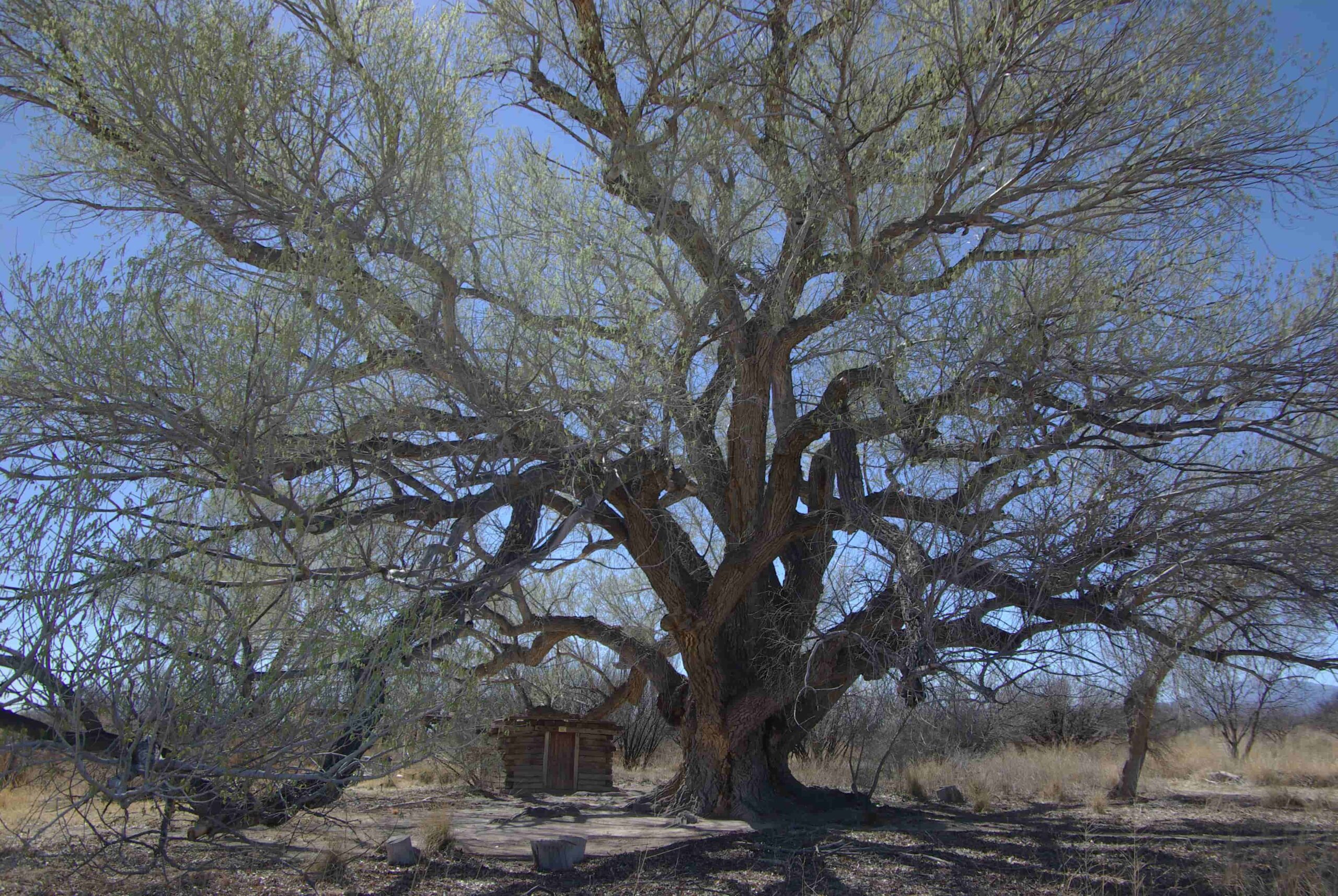 Cottonwood Tree