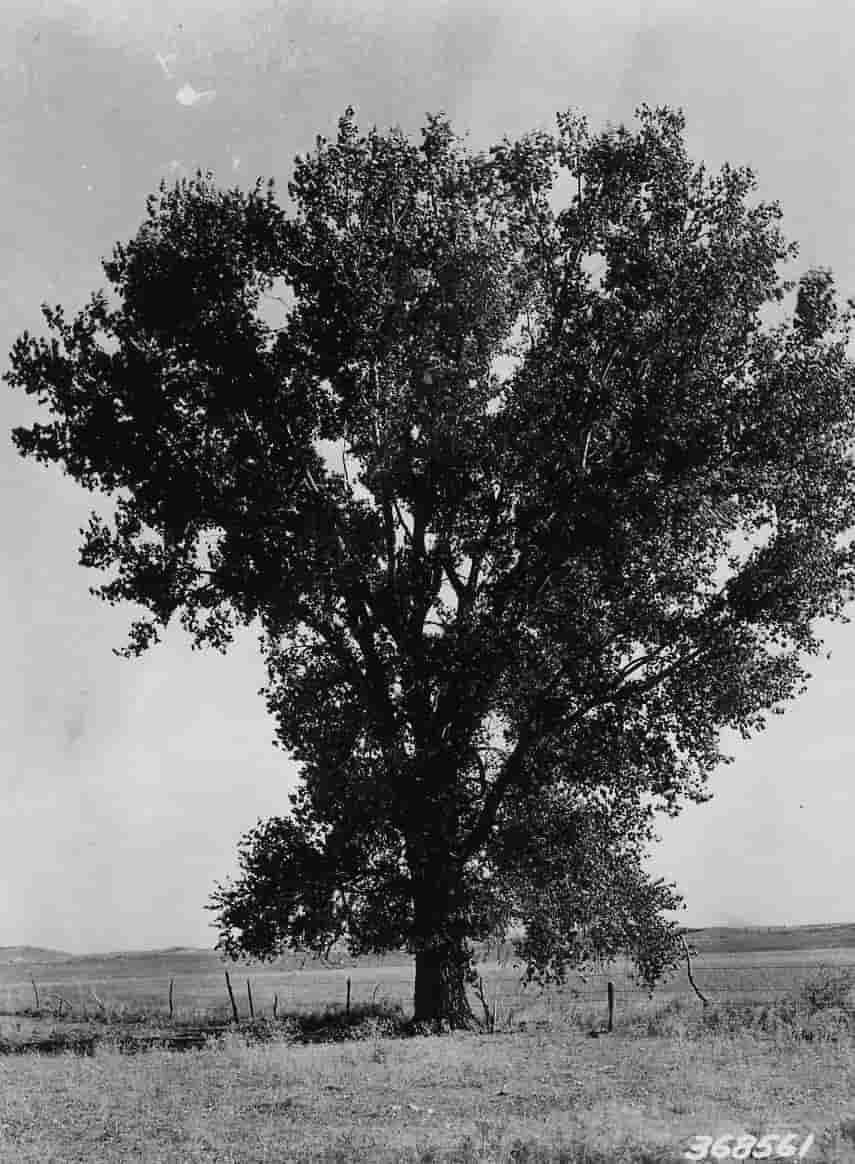 Cottonwood Tree