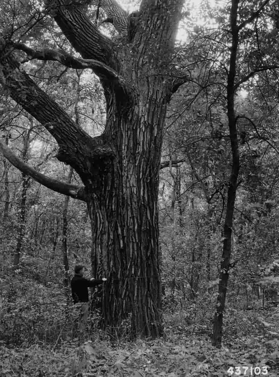 Cottonwood Tree