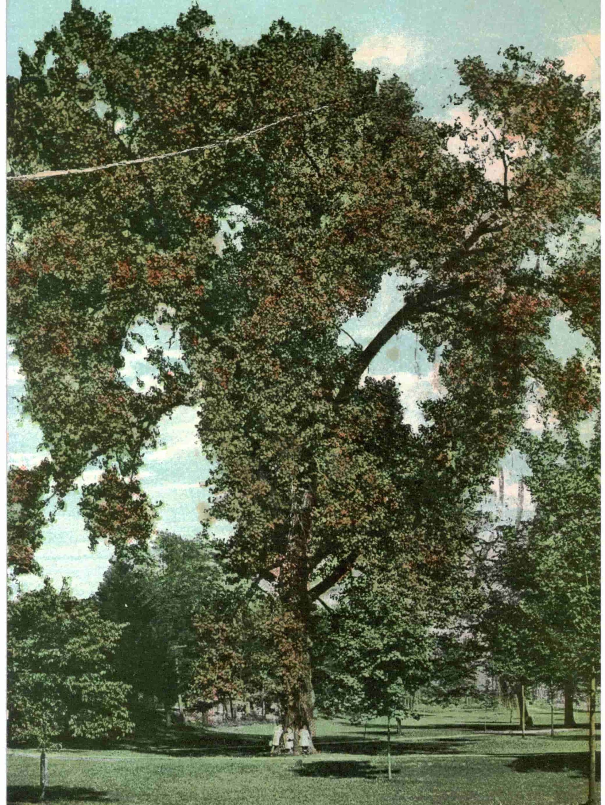 Cottonwood Tree