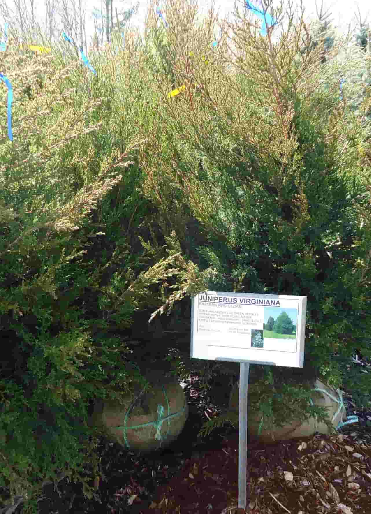 Eastern Redcedar