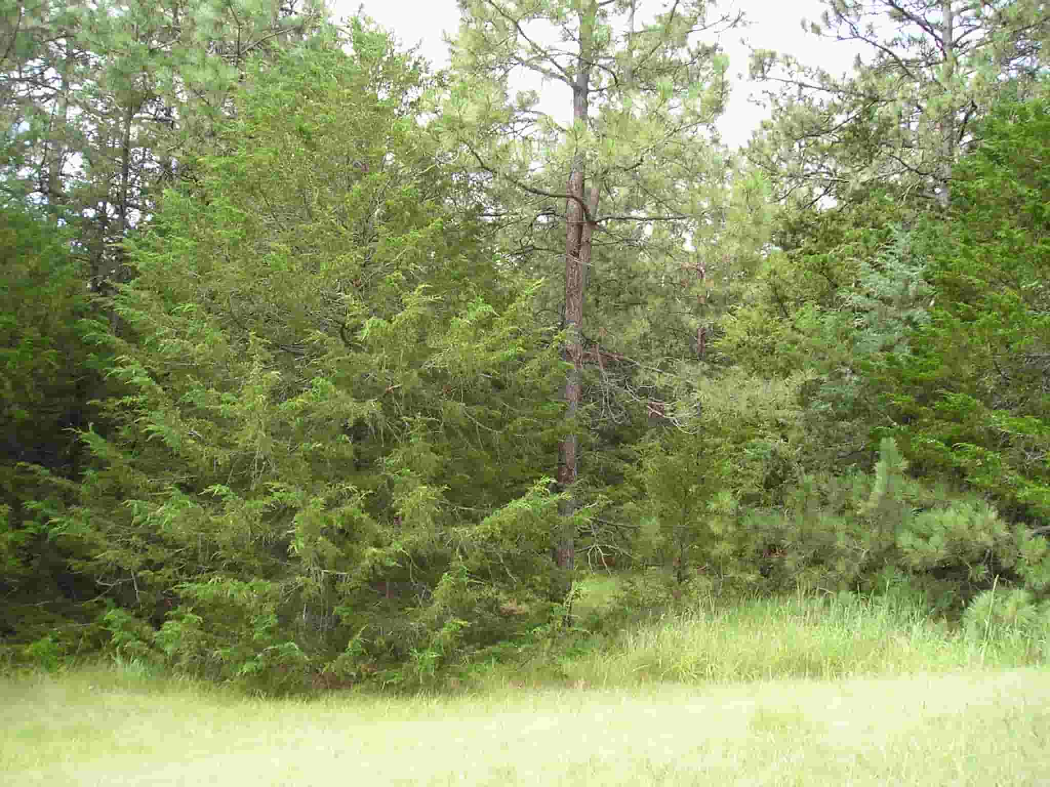 Eastern Redcedar