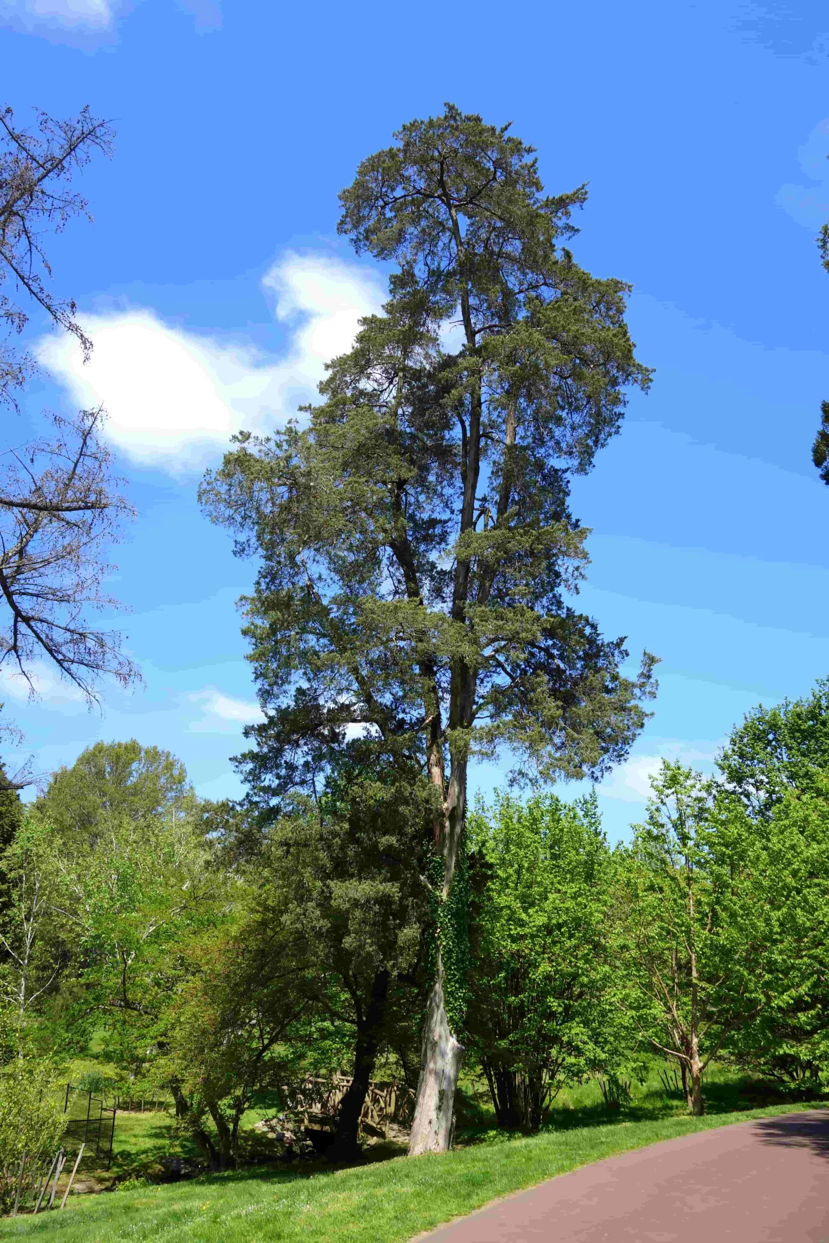 Eastern Redcedar