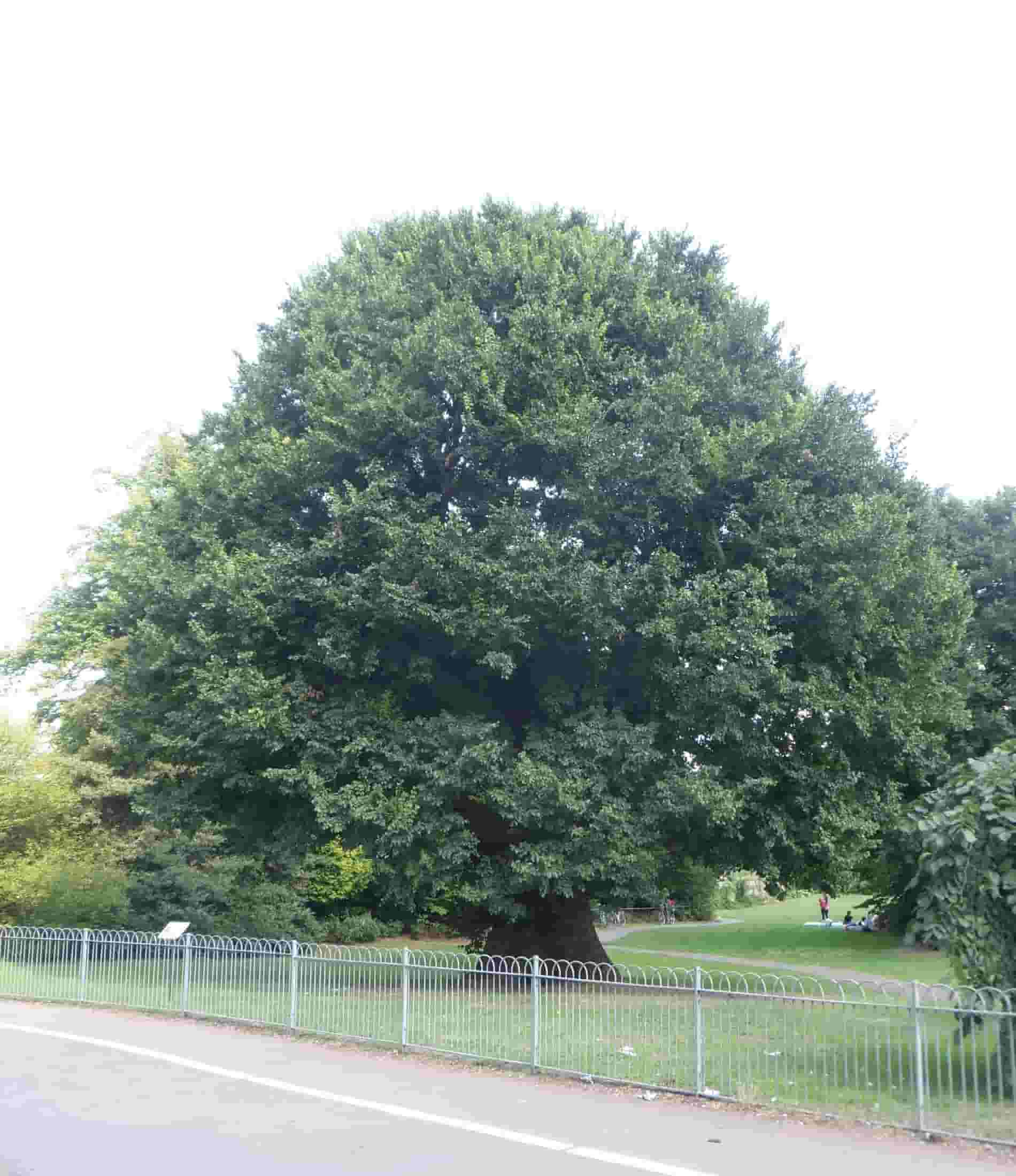 Elm Tree