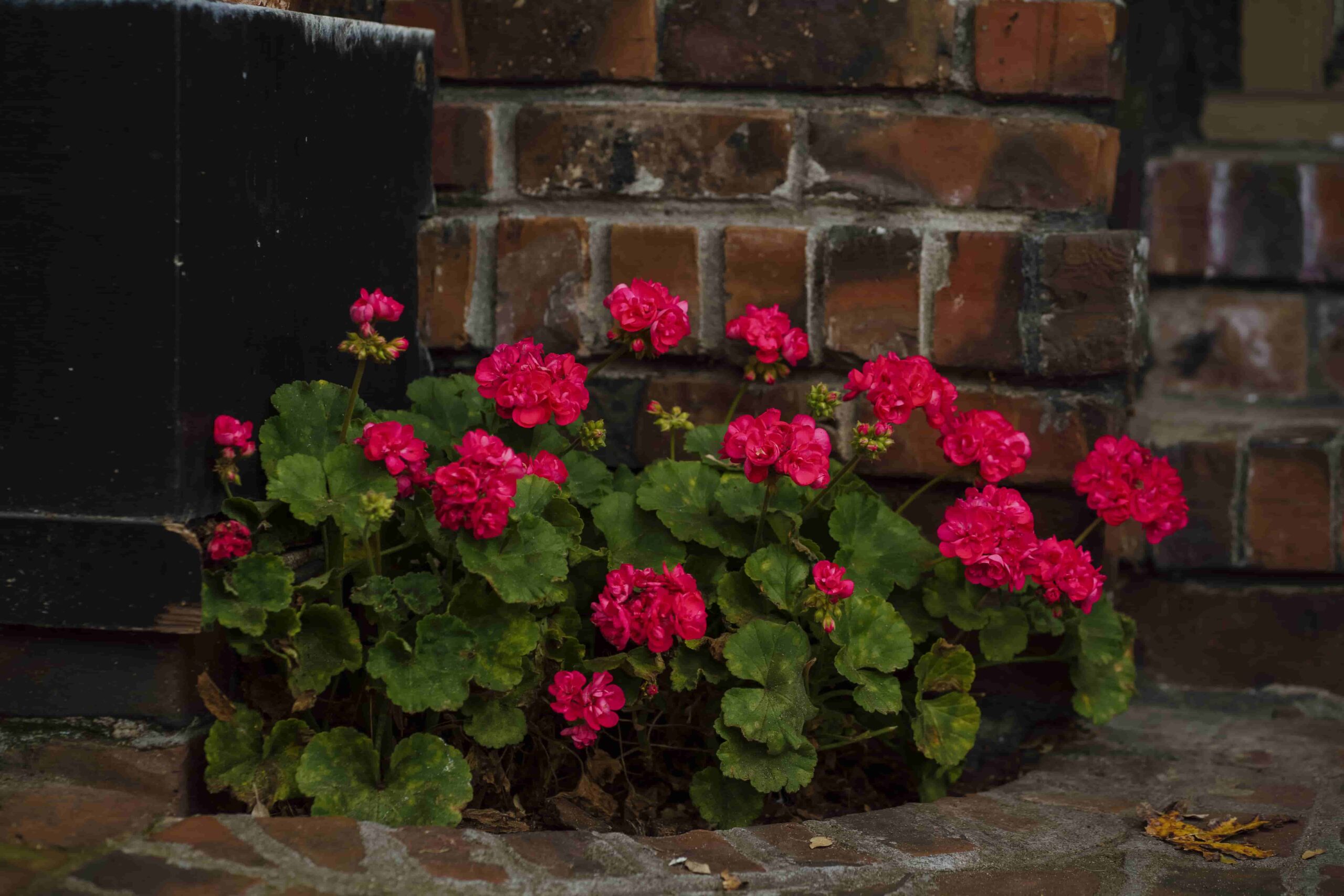 Geraniums