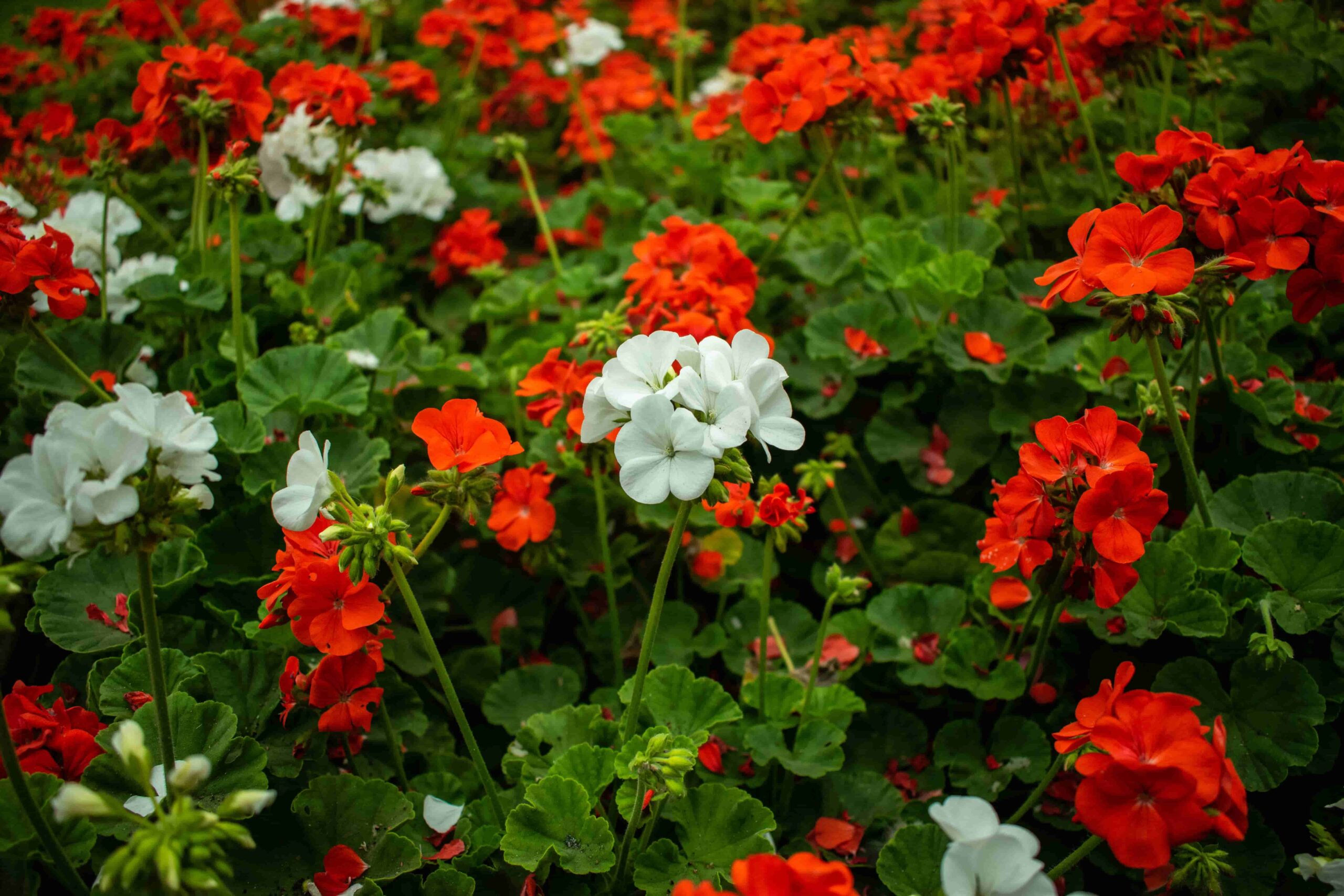 Geraniums