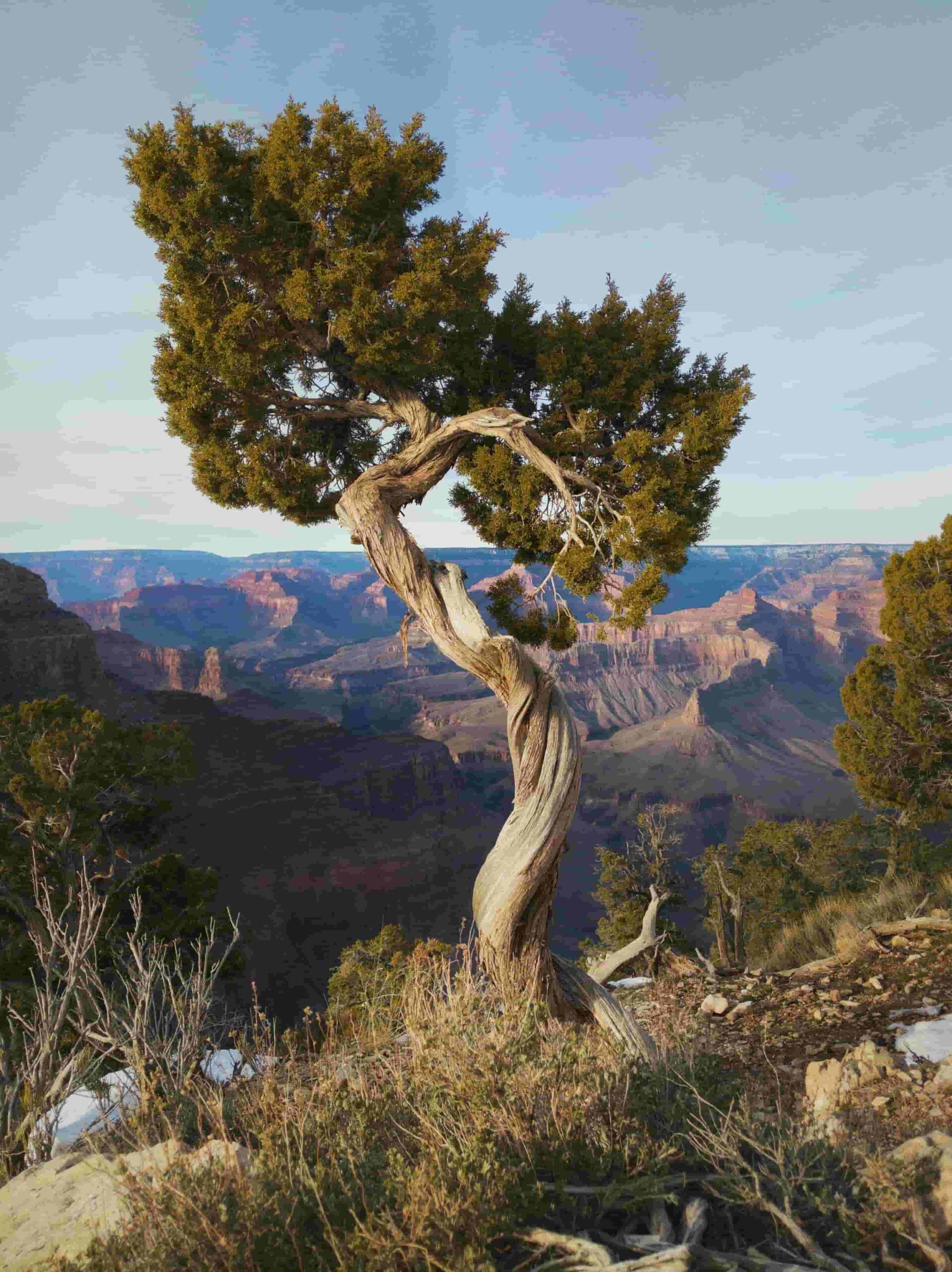 Juniper Tree