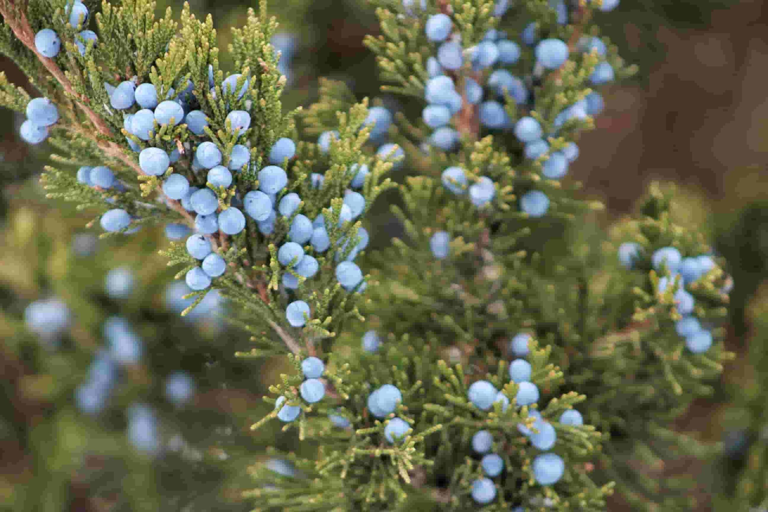 Juniper Tree