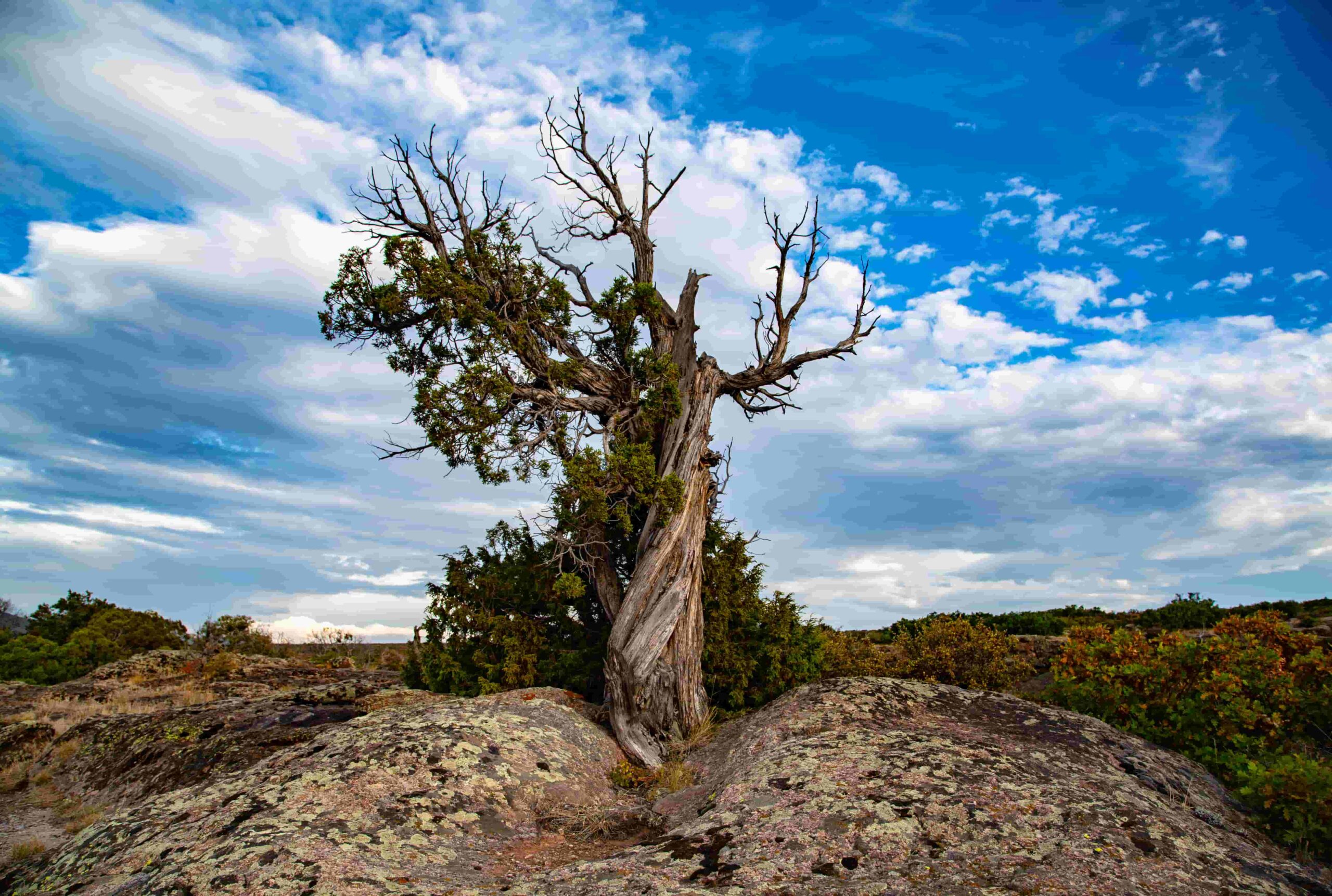 Juniper Tree