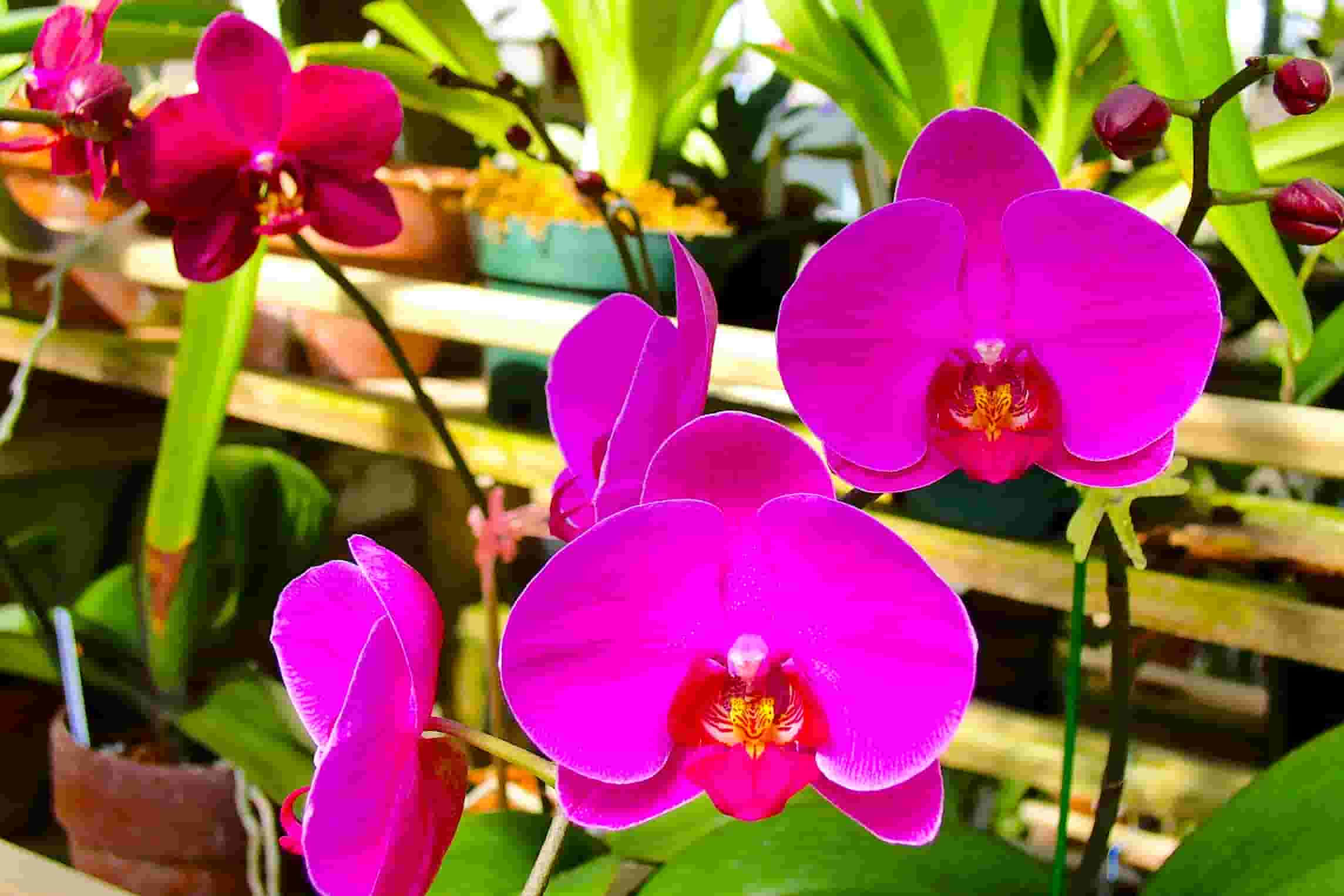 Orchids