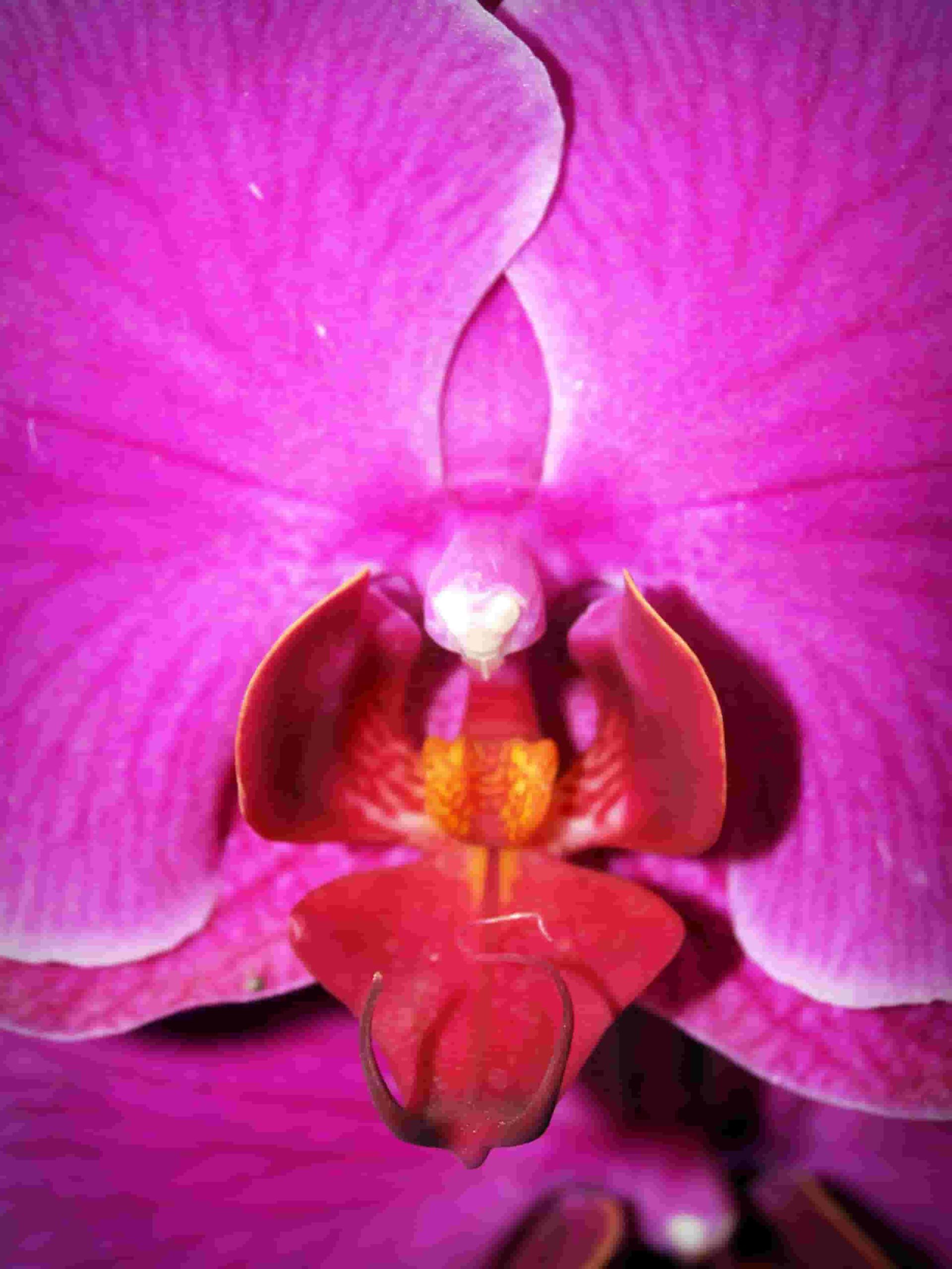 Orchids