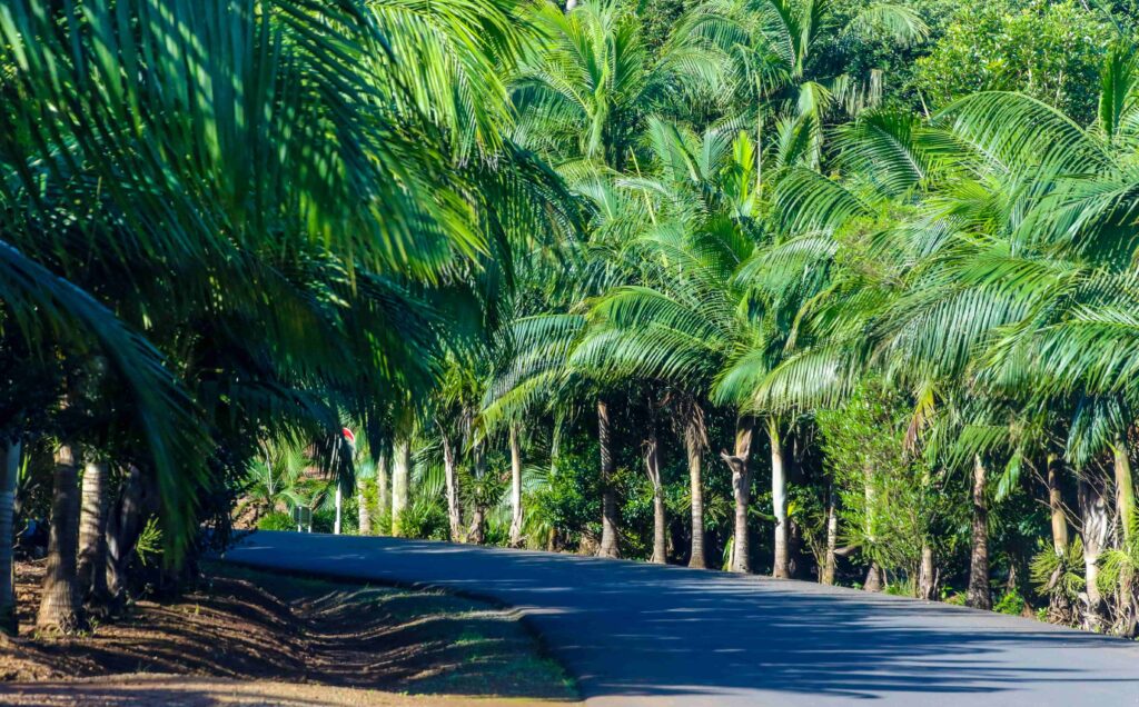 palm trees