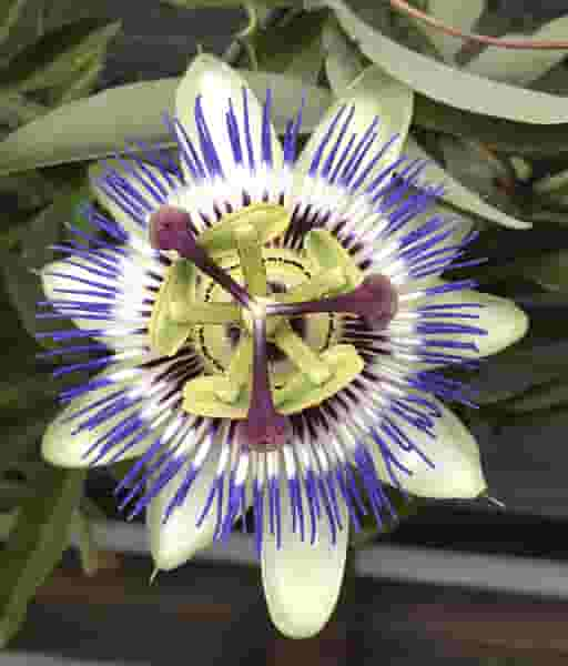 Passiflora Caerulea