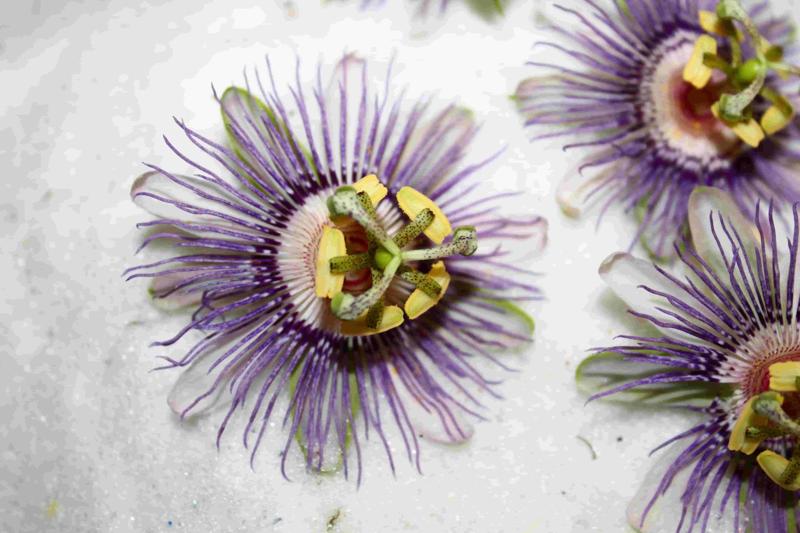 Passiflora Caerulea