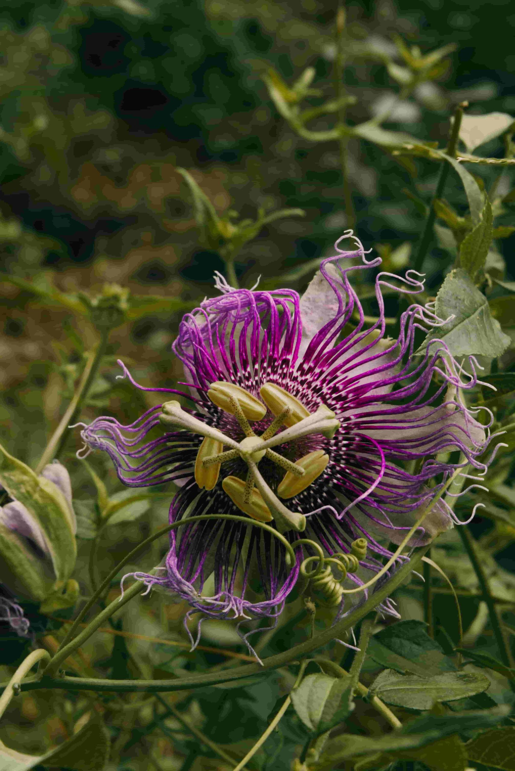 Passiflora Caerulea