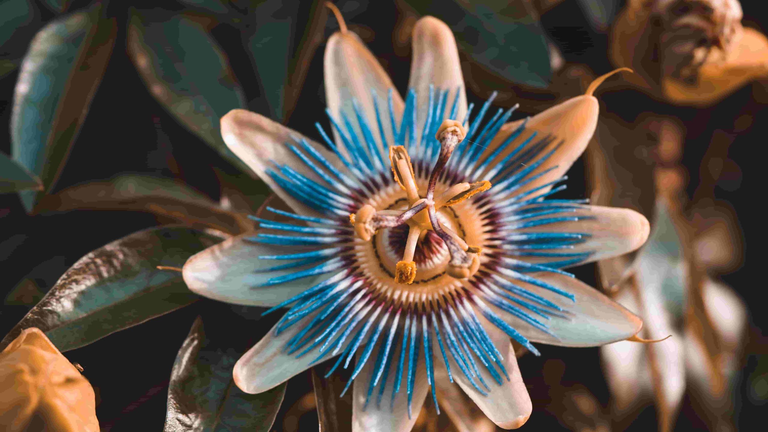 Passiflora Caerulea