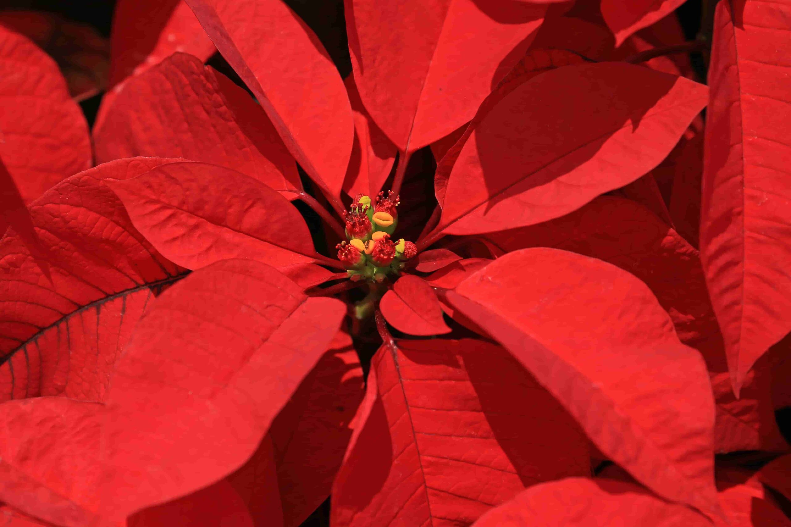 Poinsettias