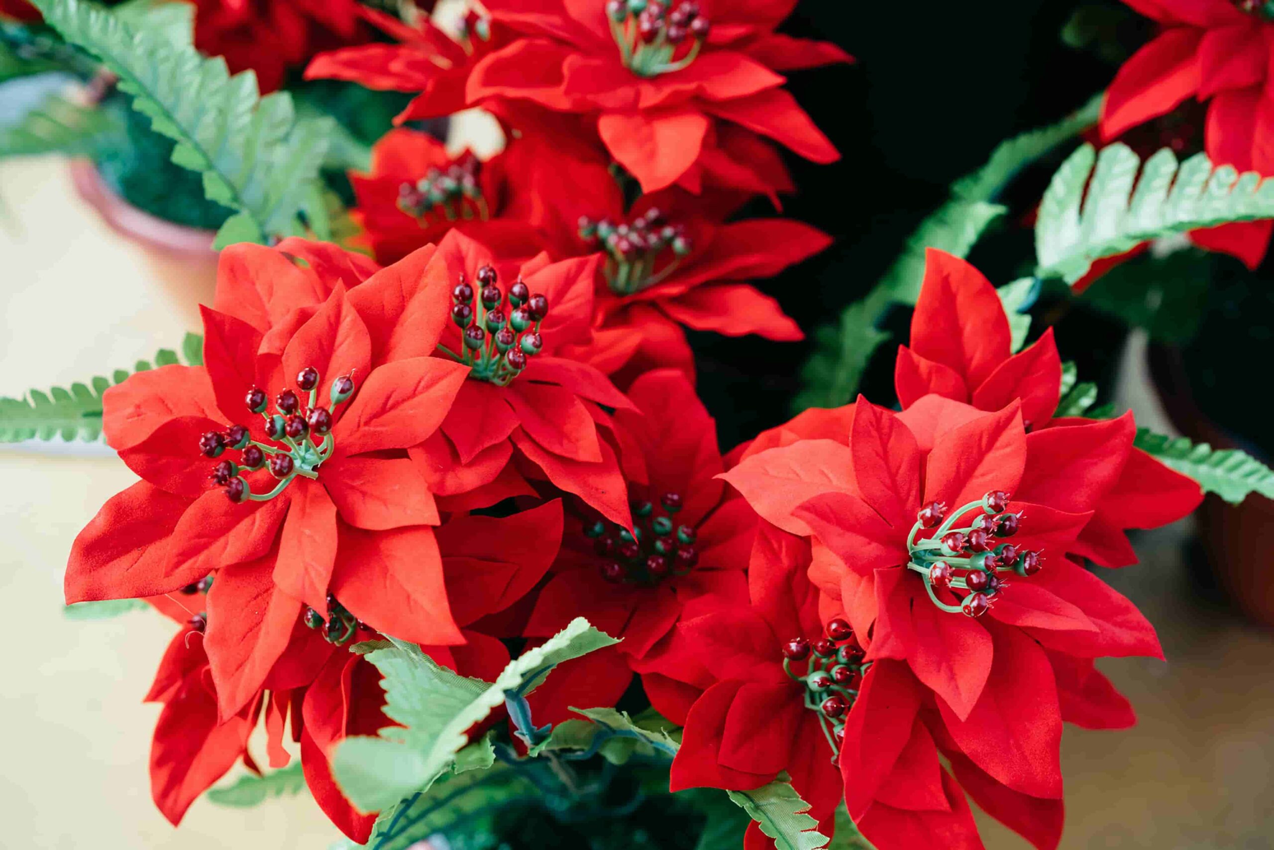 Poinsettias