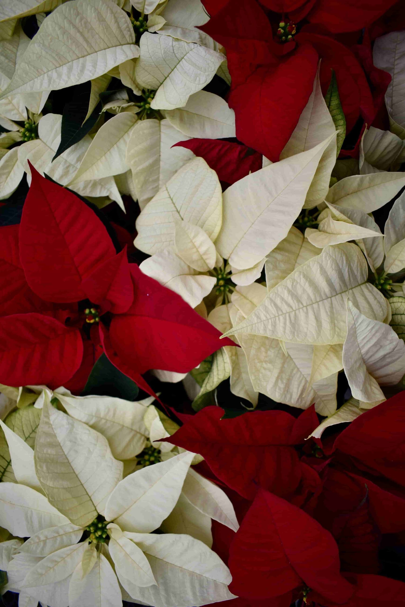 Poinsettias