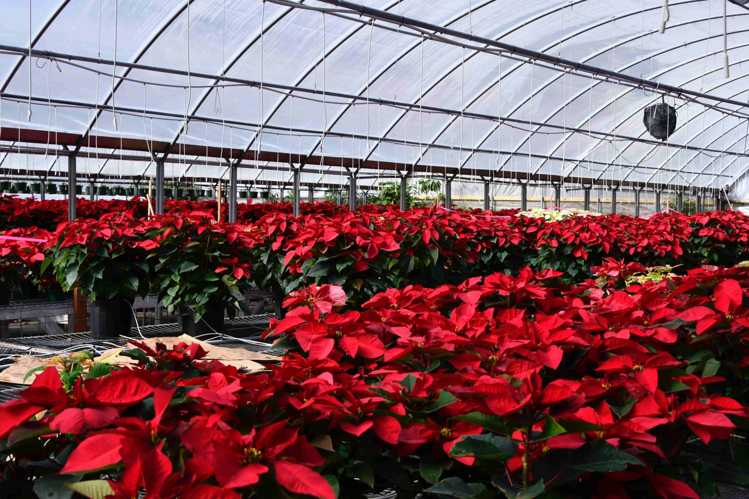 Poinsettias