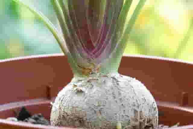 Ponytail Palm