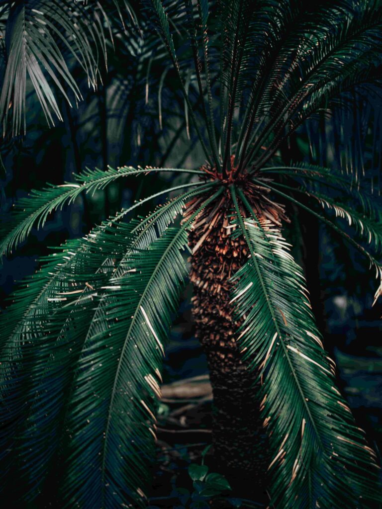 Sago Palm