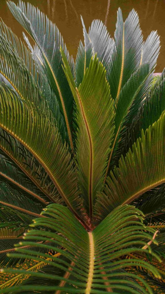 Sago Palm