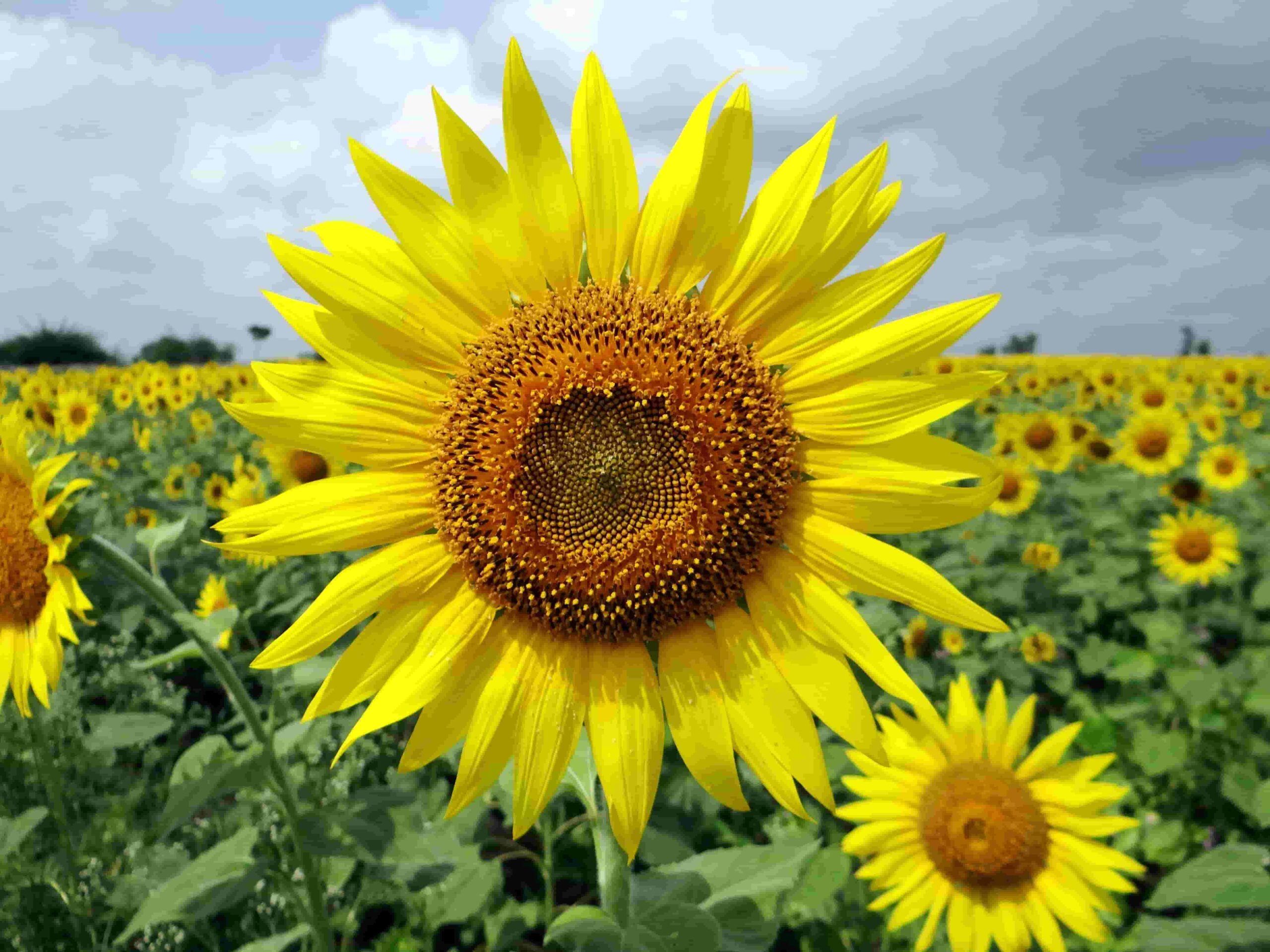 Sunflowers