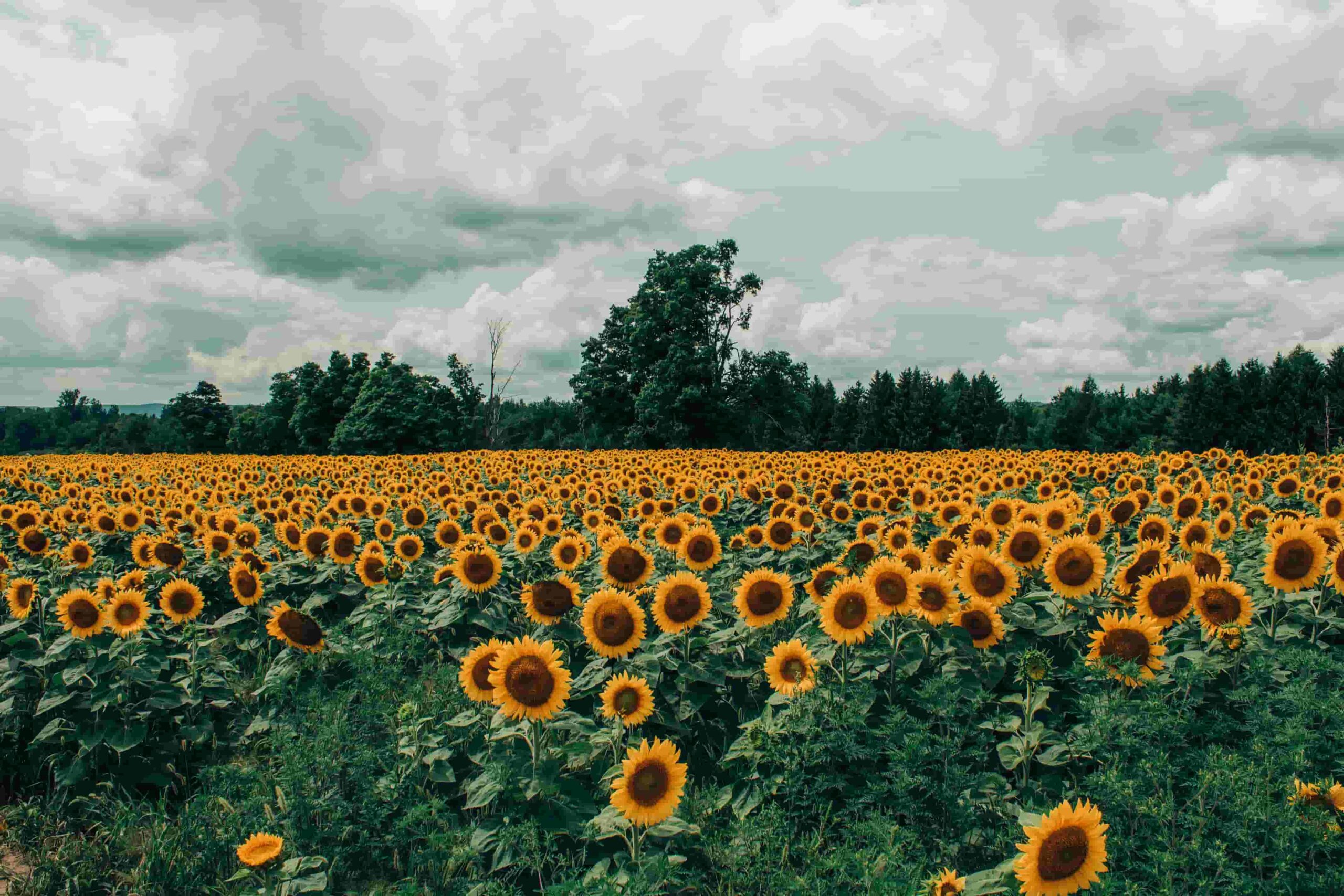 Sunflowers