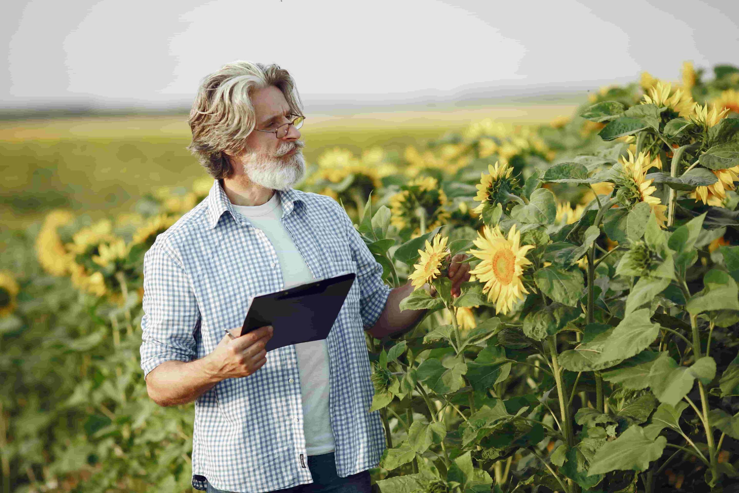 Sunflowers