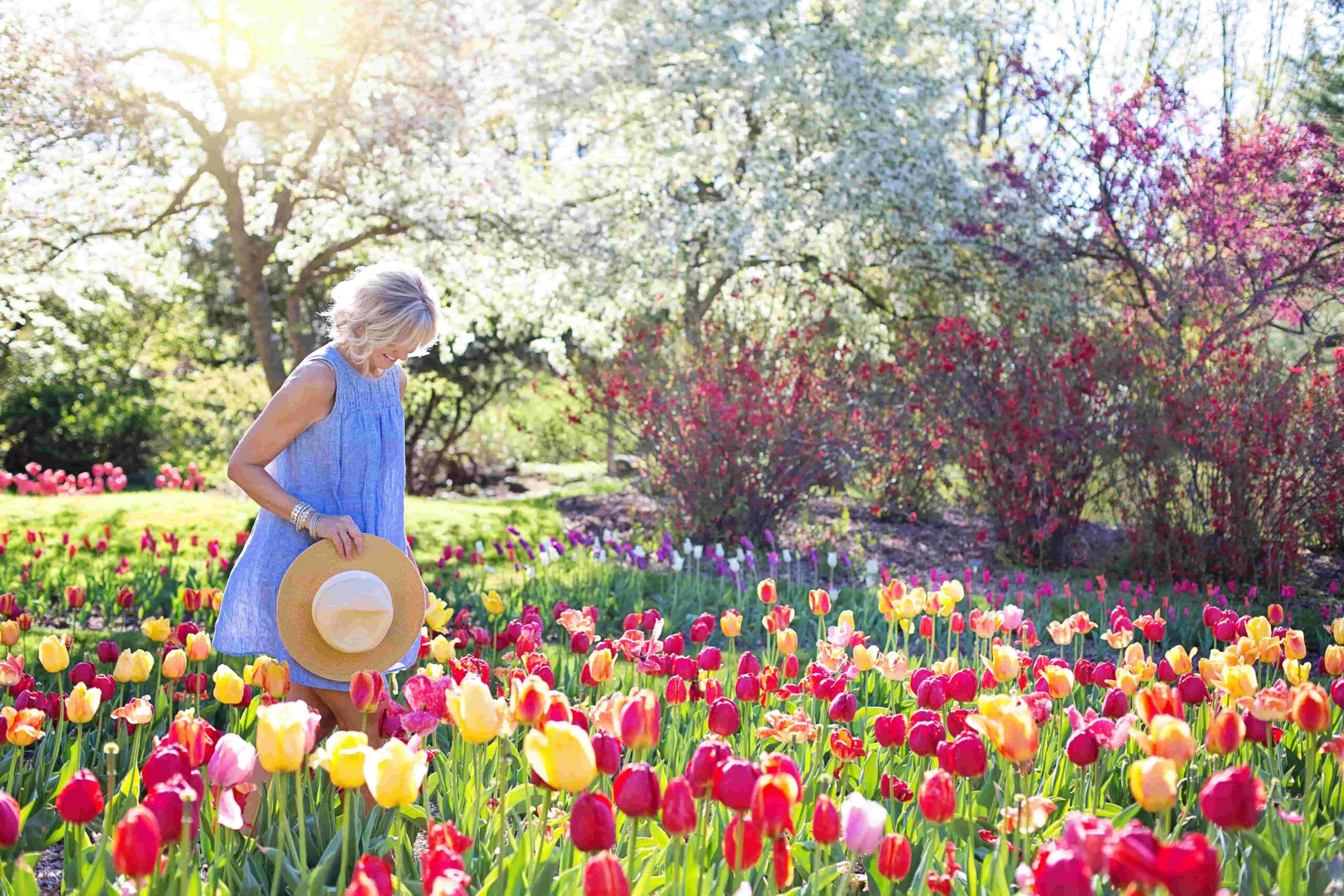 Tulips