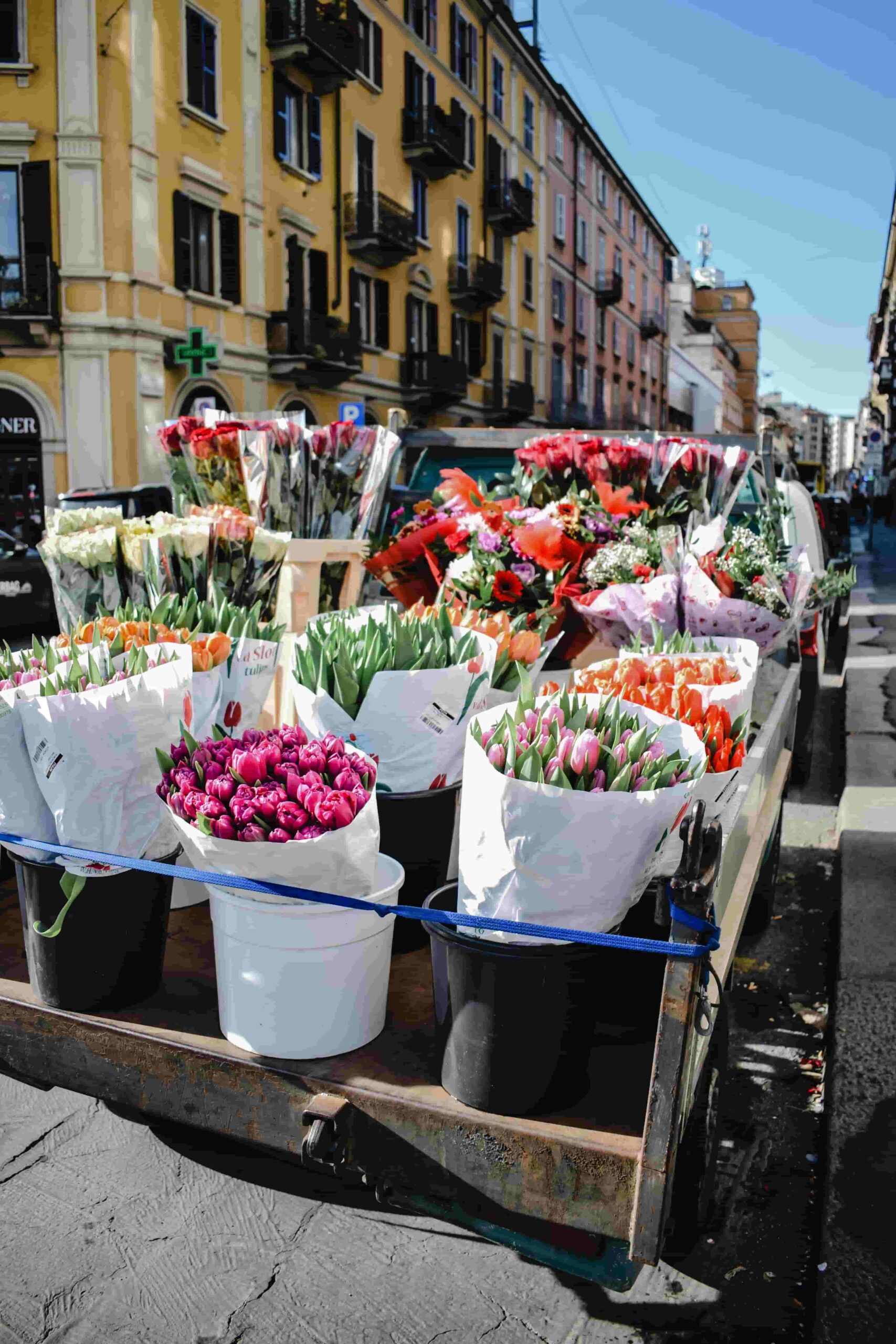 Tulips