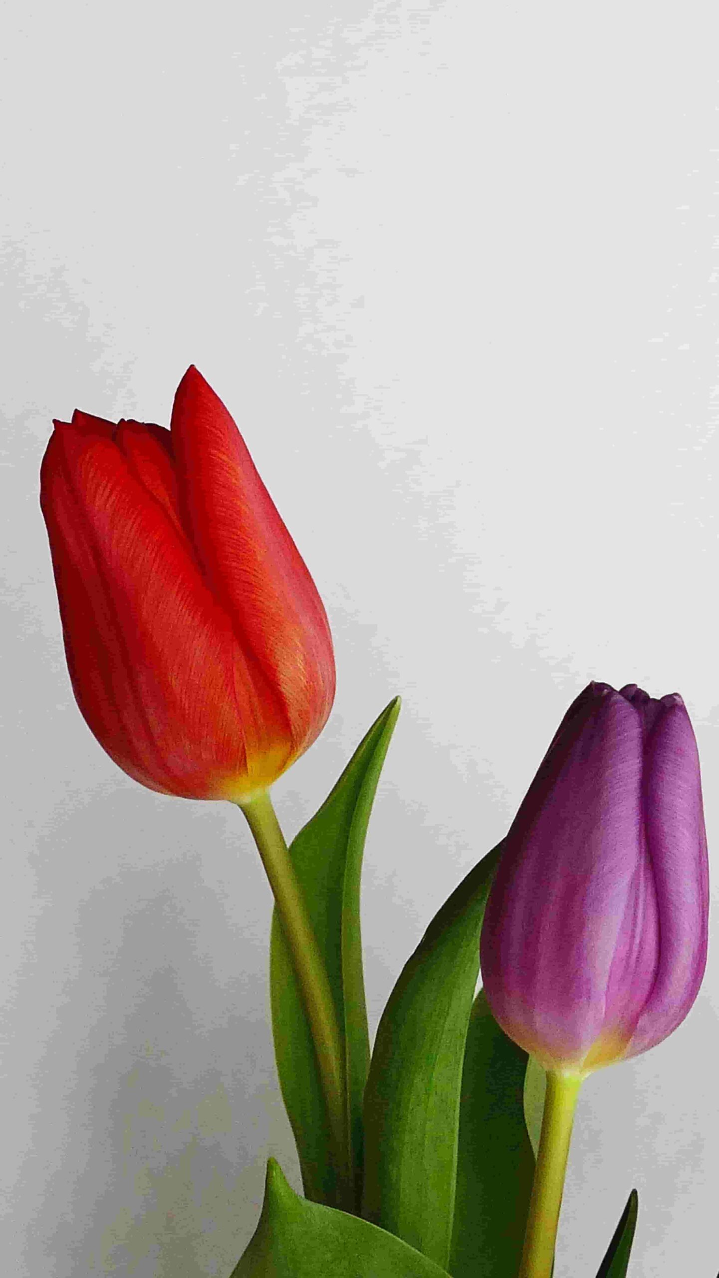 Tulips