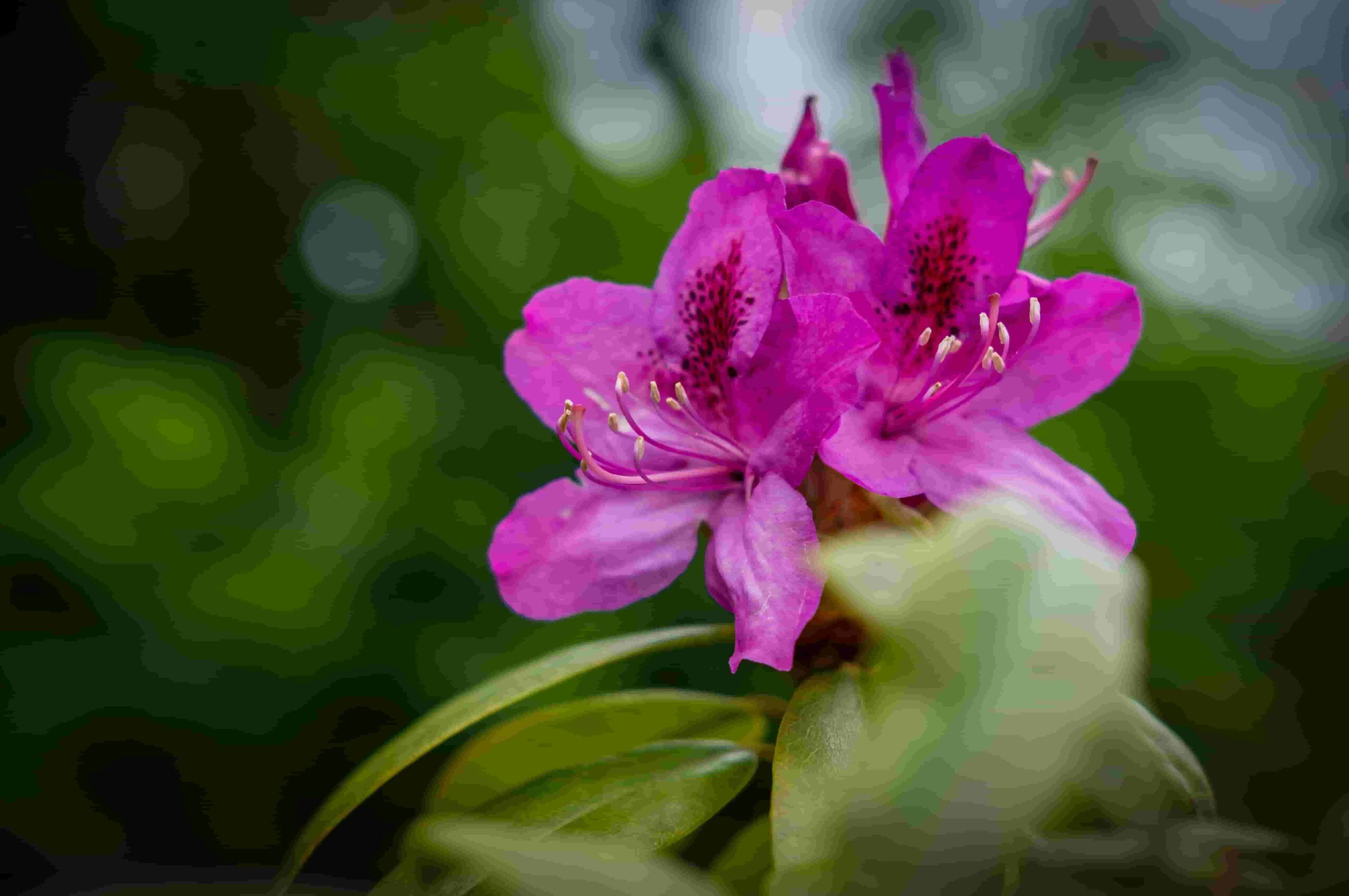 Azaleas