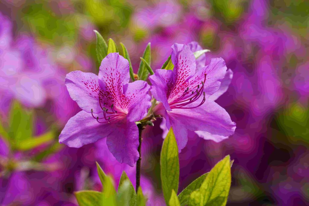 Azaleas