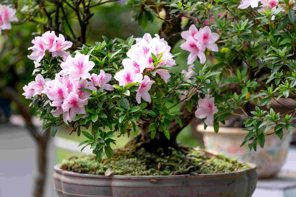 Azaleas