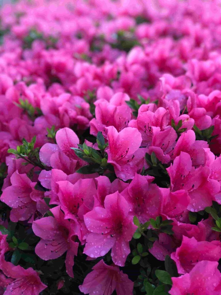 Azaleas