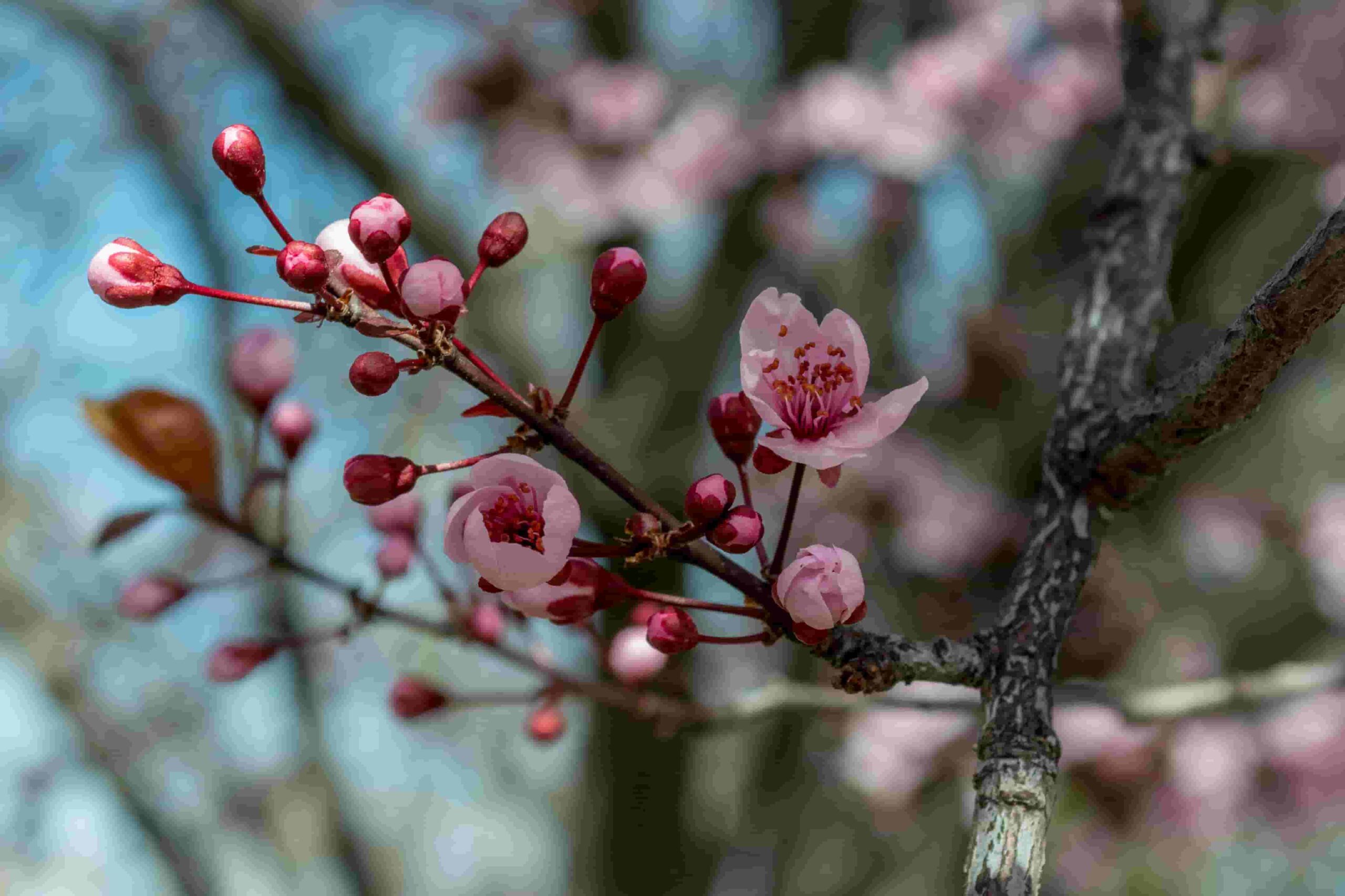 Cherry Blossom