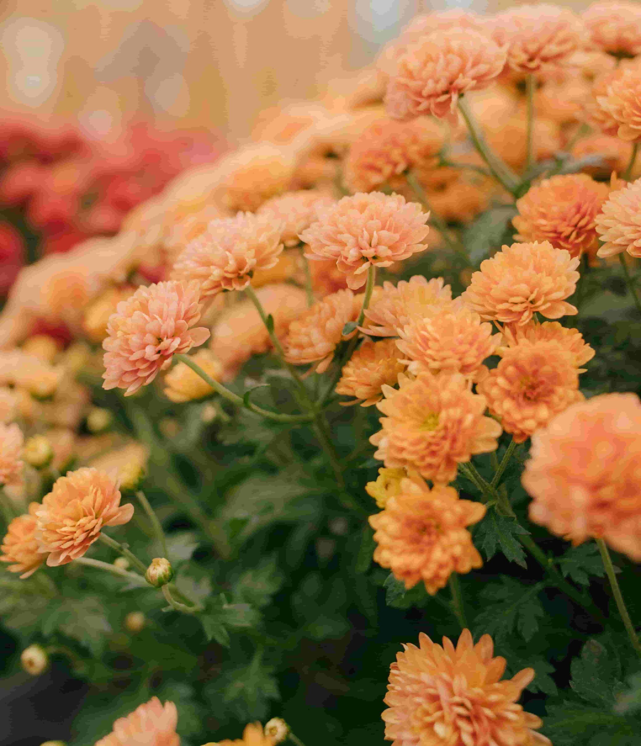 Chrysanthemums