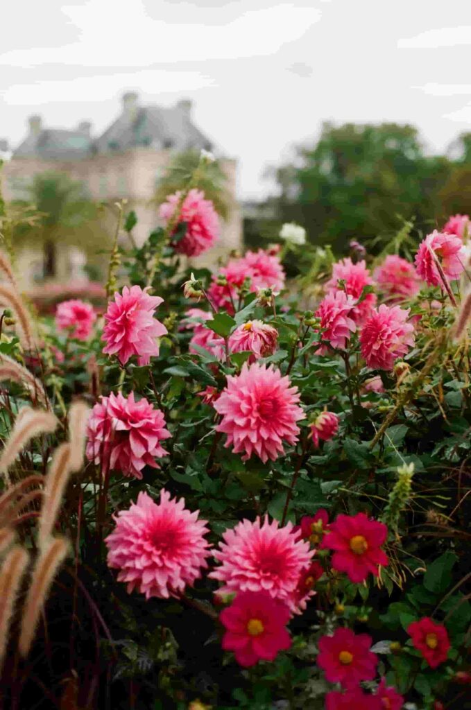 Chrysanthemums