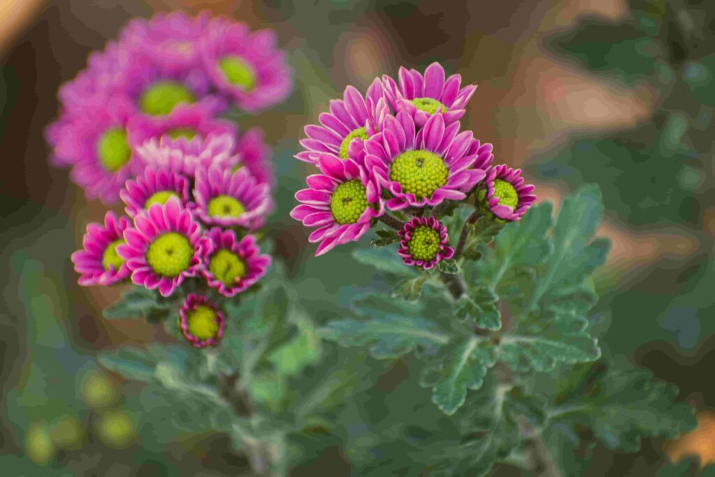 Chrysanthemums