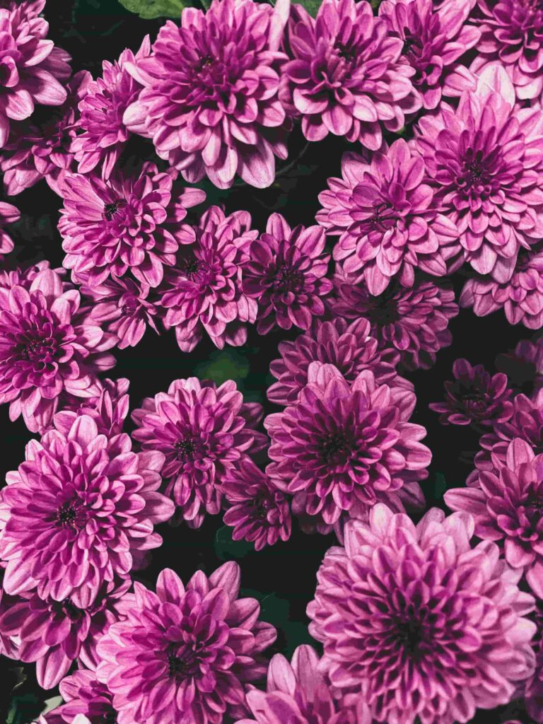 Chrysanthemums