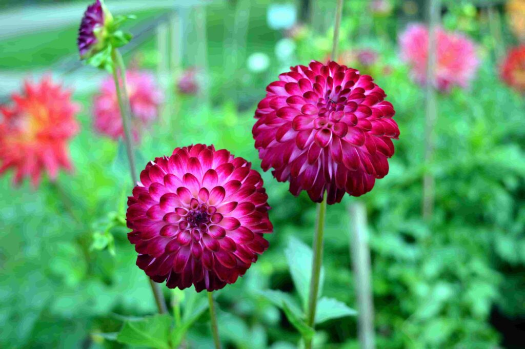 Dahlias