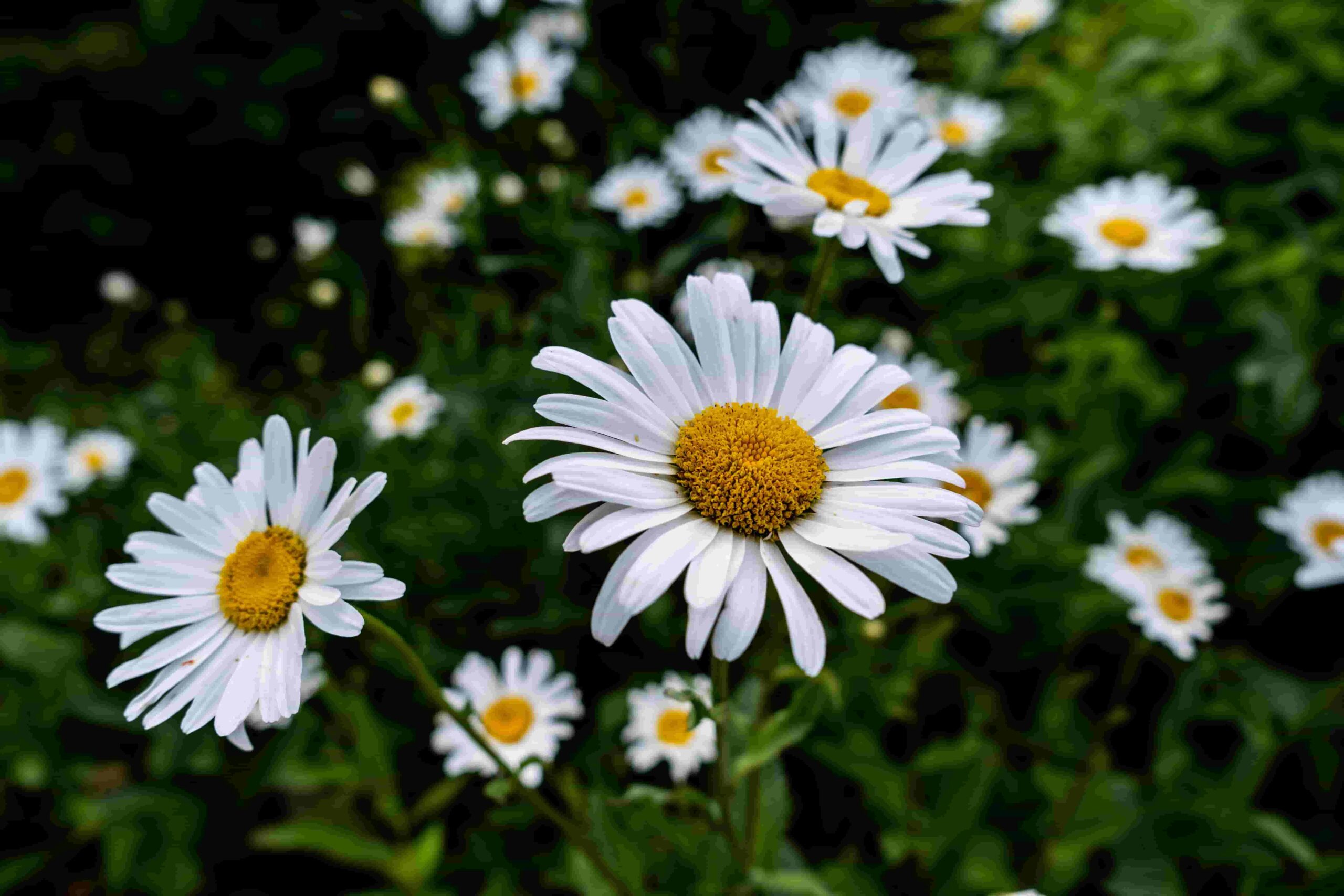 Daisies