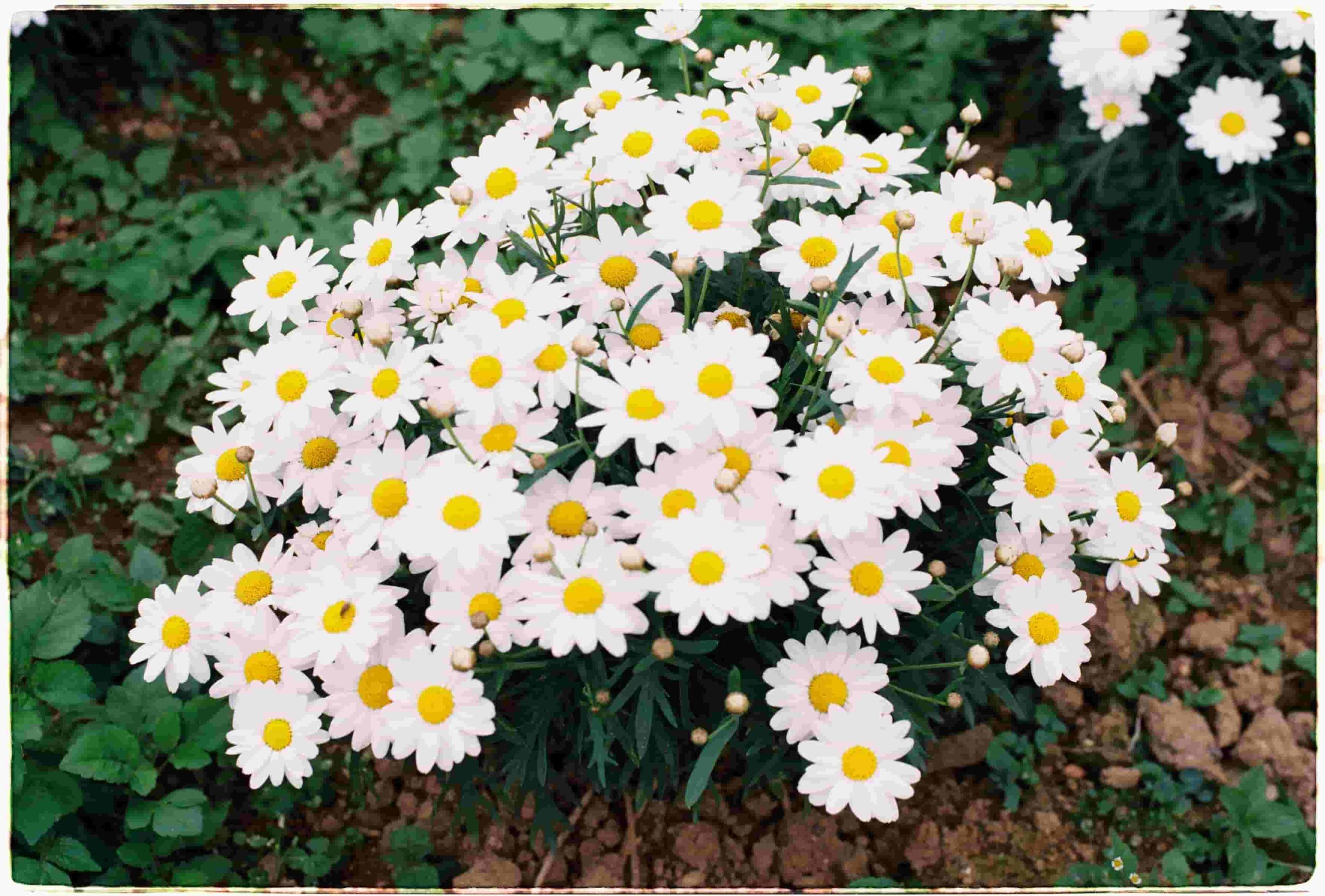 Daisies