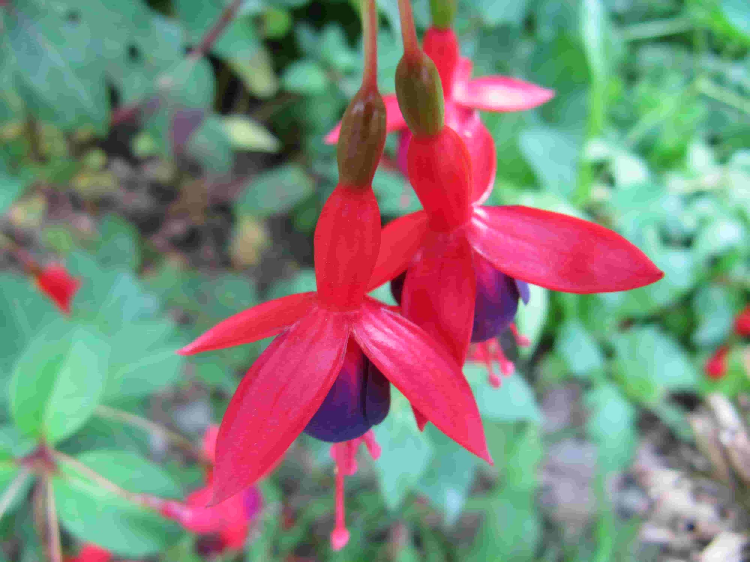 Fuchsias